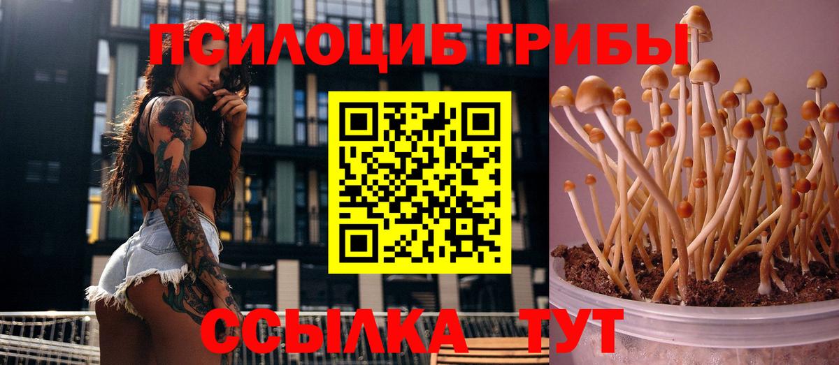 Галлюциногенные грибы Psilocybine cubensis Ленинск-Кузнецкий